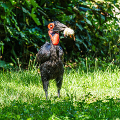 Southern Ground Hornbill, Bucorvus leadbeateri eating a mouse in its Natural Habitat © rudiernst