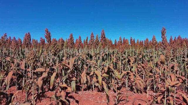 Lavoura de sorgo em produ&ccedil;&atilde;o no Brasil