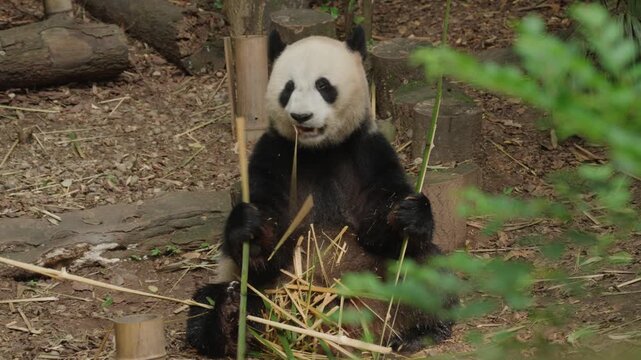 A giant panda sits contentedly amidst scattered bamboo stalks on earthy ground surrounded by lush greenery; it holds sticks while munching leisurely under soft daylight.