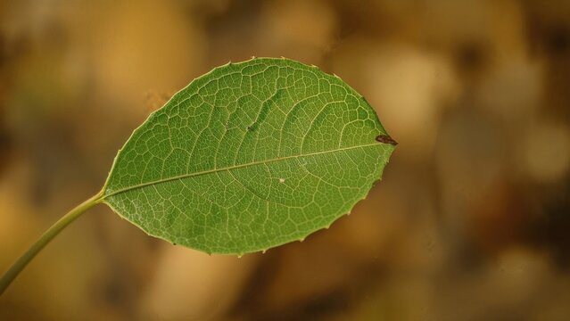 Single green leaf with detailed vein structure, isolated on blurred warm background. Nature and plant. Green foliage. The concept of organic life and botany.