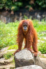 A close-up of an orangutan. A wild primate against a jungle backdrop. The intelligent ape, with its distinctive reddish fur, is raising awareness for wildlife conservation. © Vera