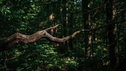 Fototapeta premium A fallen tree branch extending horizontally through a dense forest with lush green foliage.