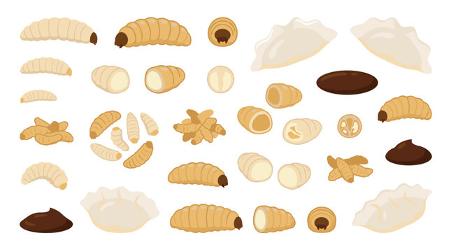Set of various beetle larvae and pupae icons, nature study elements, agricultural pest research, zoology collection, entomology classification