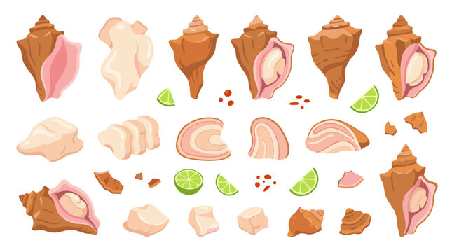 Set of conch shells and sliced shellfish meat with lime wedges and spices, culinary seafood ingredient elements for menu design