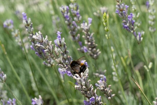 Bumblebee Collecting Nectar from Lavender Blossom
