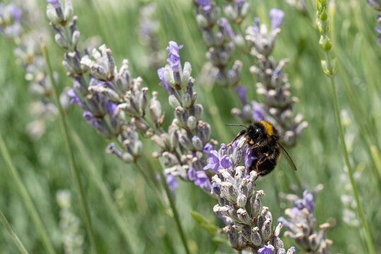 Bumblebee Feeding on Blooming Lavender