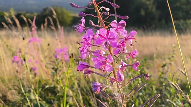  Close up of rosebay willowherb pink blossoms on sunny day on Czech meadow, slow motion 4K
