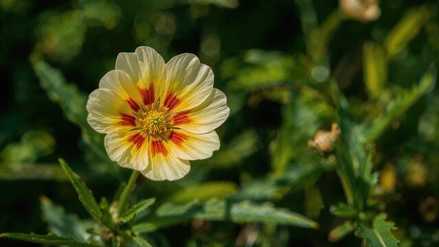 A flower with yellow and red markings on light-colored petals amidst green foliage.