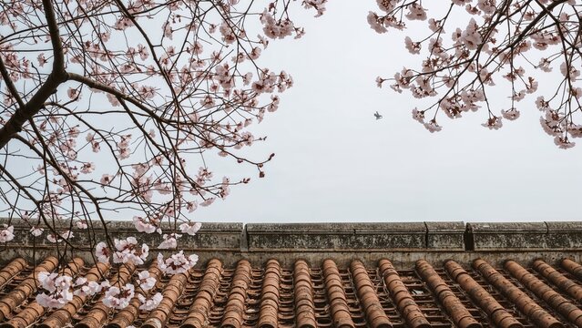 Cherry blossoms and tiled roof with a plane flying in the sky.