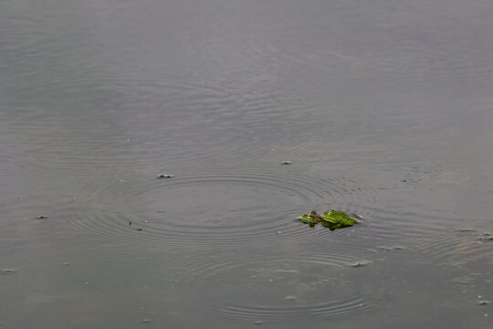 Two green frogs in the water on top of each other.
