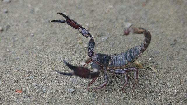 Heterometrus or Asian Forest Scorpion. It is a&nbsp;genus&nbsp;of&nbsp;scorpions&nbsp;belonging to the family&nbsp;Scorpionidae. This is a predominantly&nbsp;nocturnal&nbsp;and hide in&nbsp;burrows, below logs, and in&nbsp;leaf litter.
