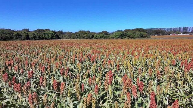 Lavoura de sorgo em produ&ccedil;&atilde;o no Brasil