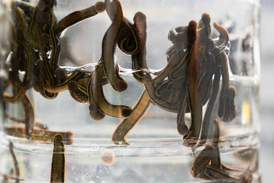 Macro extreme close up of live medicinal leeches inside a glass container for hirudotherapy