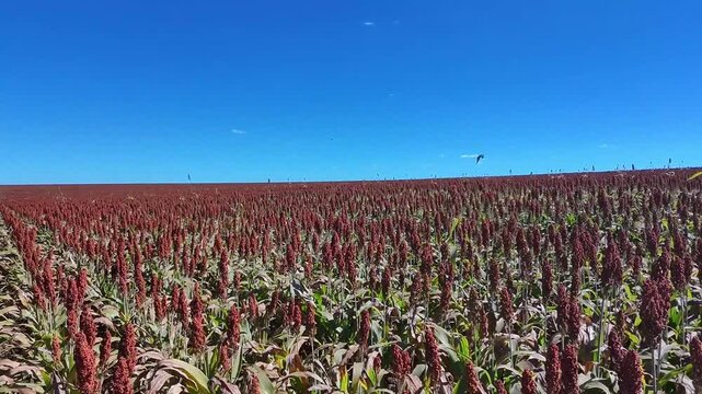 Lavoura de sorgo em produ&ccedil;&atilde;o no Brasil