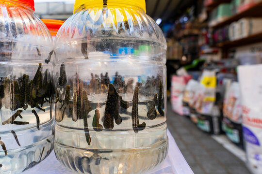 Close up view of medicinal leeches kept in plastic water jars for hirudotherapy treatment