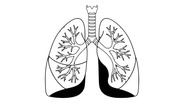 Detailed Human Lung Anatomy Vector with Trachea Isolated on White Background