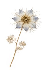 Obraz premium Delicate dried flower with intricate petals and fine, wispy leaves.