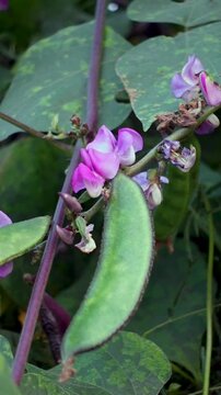 Bunch of Hyacinth bean, Lablab bean (Lablab purpureus) pod on the vines, a multi-purpose crop and vegetable.