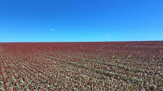 Lavoura de sorgo em produ&ccedil;&atilde;o no Brasil