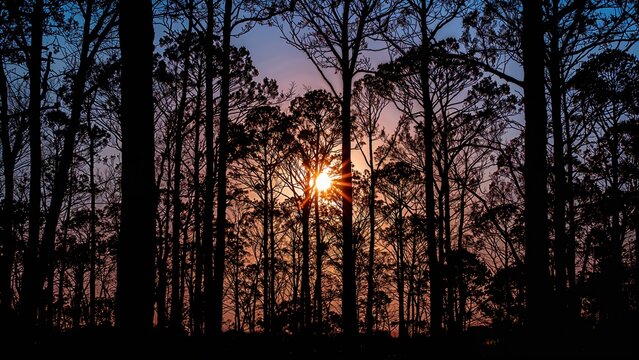 Sunset in a forest scene with silhouettes of trees. The year 1981. Nature and landscape. Evening and dusk. The concept of time and seasons.