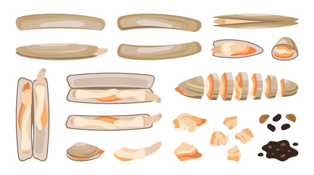 Set of razor clams in different forms including sliced and whole shellfish for seafood menu design, coastal culinary elements, oceanic ingredients
