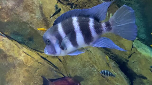 Frontosa cichlid swimming calmly inside large tropical aquarium display.