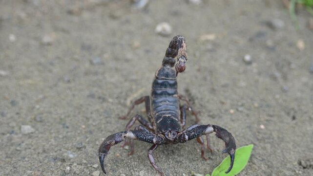 Heterometrus or Asian Forest Scorpion. It is a&nbsp;genus&nbsp;of&nbsp;scorpions&nbsp;belonging to the family&nbsp;Scorpionidae. This is a predominantly&nbsp;nocturnal&nbsp;and hide in&nbsp;burrows, below logs, and in&nbsp;leaf litter.
