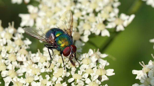 Goldfliege, Lucilia sericata, auf wei&szlig;er Doldenbl&uuml;te der Wilden M&ouml;hre. Weltweit verbreitet, bekannt f&uuml;r ihren metallisch gl&auml;nzenden gr&uuml;n-goldenen K&ouml;rper und die auff&auml;lligen roten Facettenaugen. 