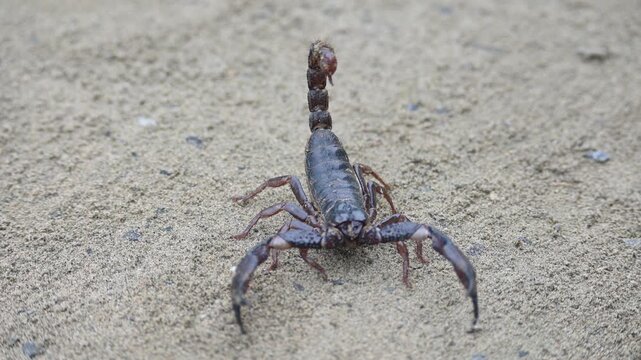 Heterometrus or Asian Forest Scorpion. It is a&nbsp;genus&nbsp;of&nbsp;scorpions&nbsp;belonging to the family&nbsp;Scorpionidae. This is a predominantly&nbsp;nocturnal&nbsp;and hide in&nbsp;burrows, below logs, and in&nbsp;leaf litter.
