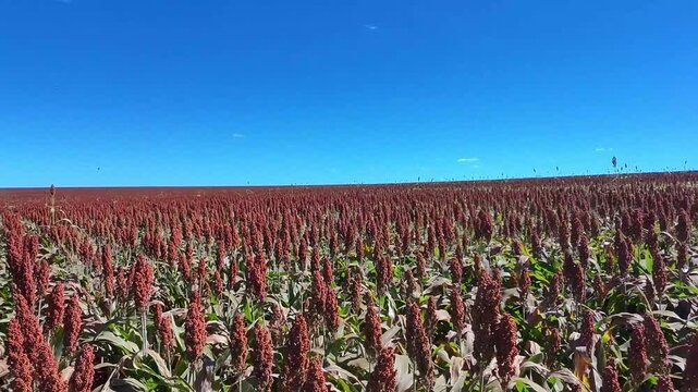Lavoura de sorgo em produ&ccedil;&atilde;o no Brasil