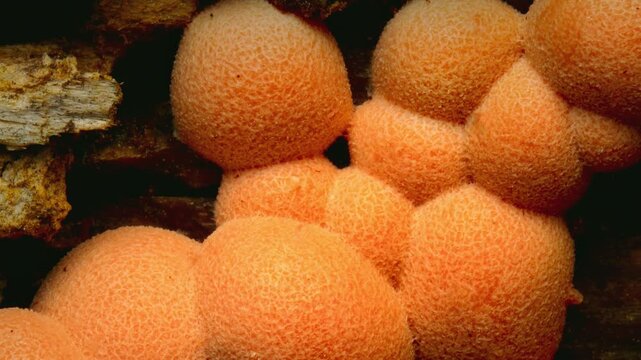 Little cute mushroom family. Lycogala Epidendrum. Wolf's milk. Nature backgroound.  