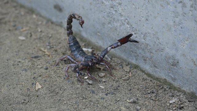 Heterometrus or Asian Forest Scorpion. It is a&nbsp;genus&nbsp;of&nbsp;scorpions&nbsp;belonging to the family&nbsp;Scorpionidae. This is a predominantly&nbsp;nocturnal&nbsp;and hide in&nbsp;burrows, below logs, and in&nbsp;leaf litter.
