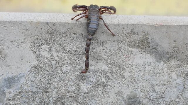 Heterometrus or Asian Forest Scorpion. It is a&nbsp;genus&nbsp;of&nbsp;scorpions&nbsp;belonging to the family&nbsp;Scorpionidae. This is a predominantly&nbsp;nocturnal&nbsp;and hide in&nbsp;burrows, below logs, and in&nbsp;leaf litter.
