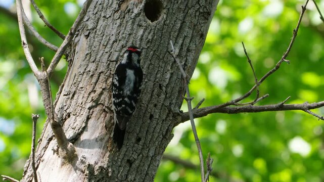 Downy Woodpecker Tending the Nest at Metzger Marsh