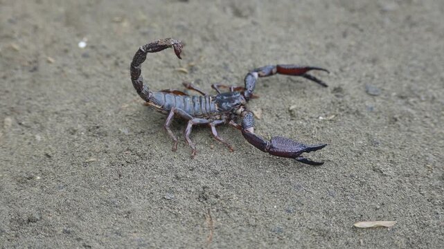 Heterometrus or Asian Forest Scorpion. It is a&nbsp;genus&nbsp;of&nbsp;scorpions&nbsp;belonging to the family&nbsp;Scorpionidae. This is a predominantly&nbsp;nocturnal&nbsp;and hide in&nbsp;burrows, below logs, and in&nbsp;leaf litter.
