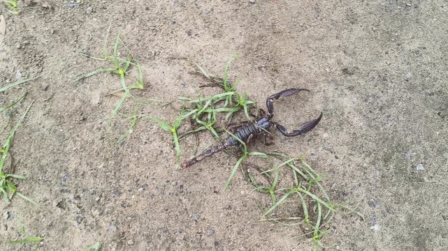 Heterometrus or Asian Forest Scorpion. It is a&nbsp;genus&nbsp;of&nbsp;scorpions&nbsp;belonging to the family&nbsp;Scorpionidae. This is a predominantly&nbsp;nocturnal&nbsp;and hide in&nbsp;burrows, below logs, and in&nbsp;leaf litter.
