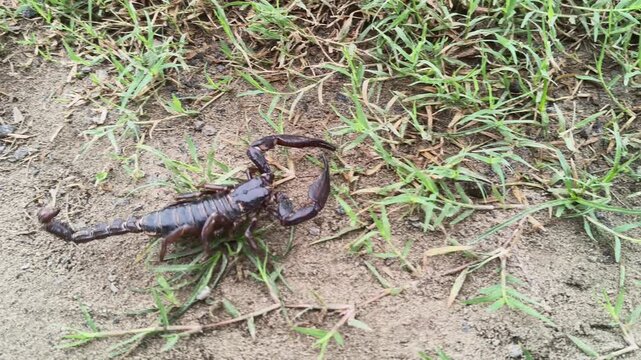 Heterometrus or Asian Forest Scorpion. It is a&nbsp;genus&nbsp;of&nbsp;scorpions&nbsp;belonging to the family&nbsp;Scorpionidae. This is a predominantly&nbsp;nocturnal&nbsp;and hide in&nbsp;burrows, below logs, and in&nbsp;leaf litter.
