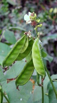 Bunch of Hyacinth bean, Lablab bean (Lablab purpureus) pod on the vines, a multi-purpose crop and vegetable.