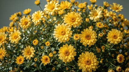 Fototapeta premium Cluster of bright yellow flowers with green foliage.