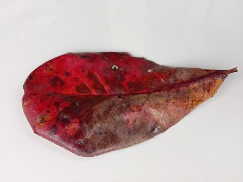 Single dried red Indian Almond leaf isolated on a white background