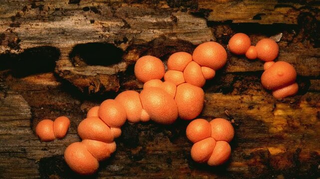 Little cute mushroom family. Lycogala Epidendrum. Wolf's milk. Nature backgroound.  