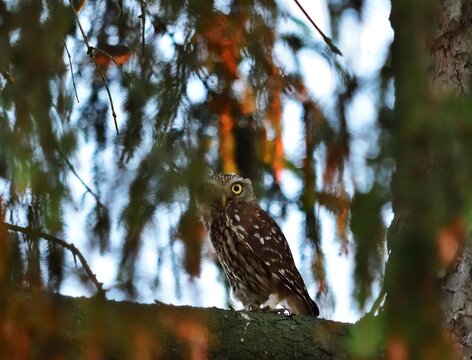 Steinkauz (Athene noctua) auf einem Baum