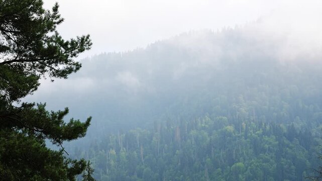 Foggy mountain forest with moving clouds