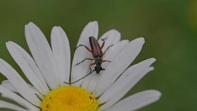Longhorn beetle feeding on a white daisy flower