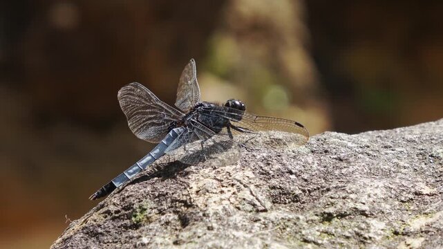 Close-up of a blue dragonfly staying on a stream rock, resisting strong gusts.