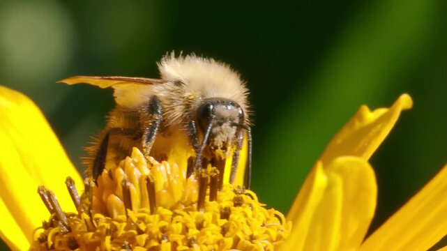 Macro footage of fluffy honey bee crawling on bright yellow flower petal collecting nectar and pollen grains.