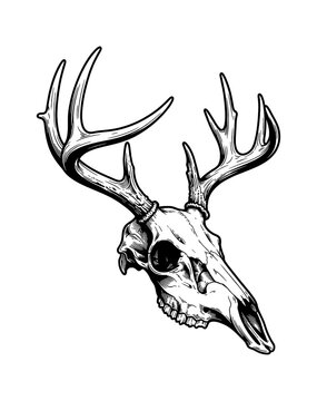 Detailed Deer Skull with Large Antlers in Black and White Engraved Line Art Style