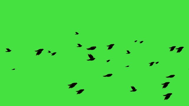 black bird flying animation loop on green screen. Flying birds' silhouette on green screen, animated flock of birds for nature and outdoor scenic video transitions. Black Birds flying left to right