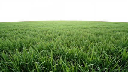 Fototapeta premium Lush green grass field stretching to the horizon under a white sky.