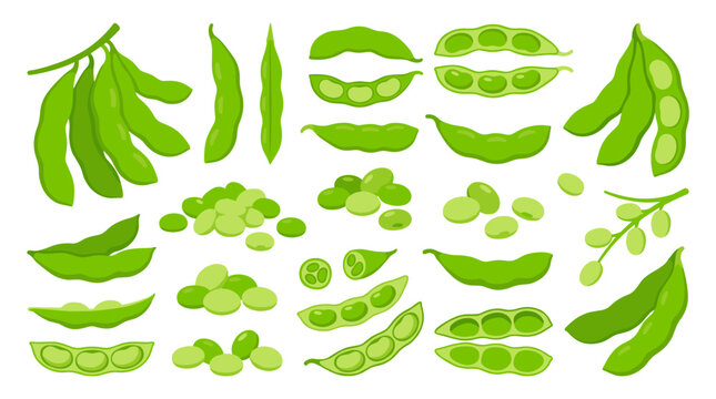 Set of fresh green edamame soybeans in pods and scattered seeds, healthy plant based food collection for menu design, organic harvest vector elements